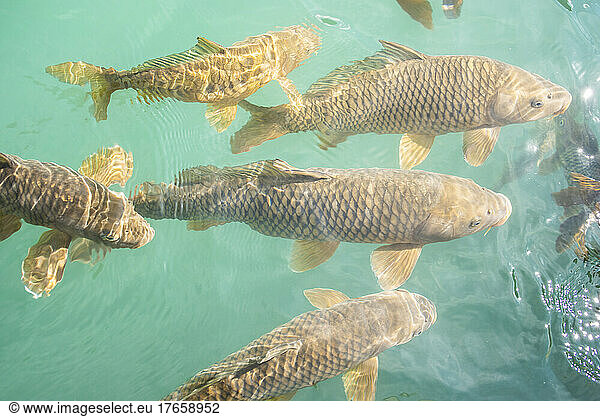 Shoal of carps swiming in crystal clear waters of a mountain lake.