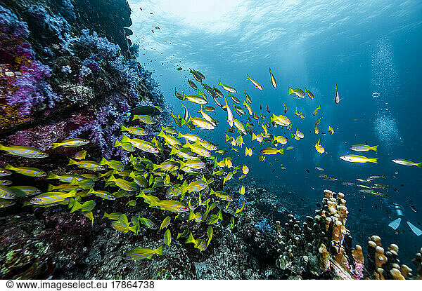 shoal of fish in the tropical waters at the Andaman Sea in Thailand