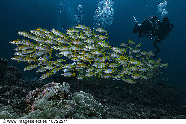 shoal of snapper clustered closely together in the Maldives