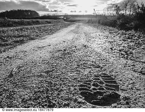 Shoe print on dirt road
