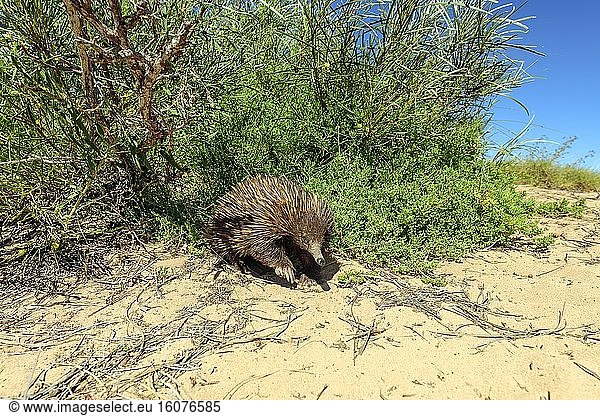 Short-beaked Echidna (Tachyglossus aculeatus)  Cape Range NP - Western Australia It is a close relative of the platypus : both are part of the only group of mammals in the world that lay eggs : the monotremes . The echidna eats termites nests which he digs with his strong claws.