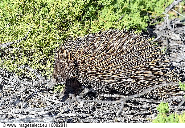 Short-beaked Echidna (Tachyglossus aculeatus)  Cape Range NP - Western Australia It is a close relative of the platypus : both are part of the only group of mammals in the world that lay eggs : the monotremes . The echidna eats termites nests which he digs with his strong claws.