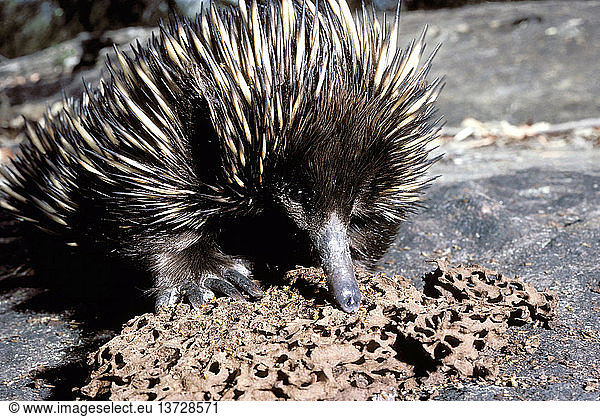 Short-beaked echidna  Tachyglossus aculeatus  uses its long sticky tongue to lick up termites Ku-ring-gai Chase National Park  Sydney  New South Wales  Australia