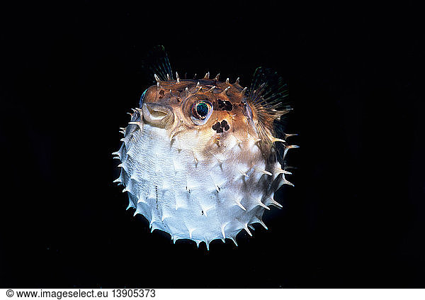 Short-Spined Porcupinefish