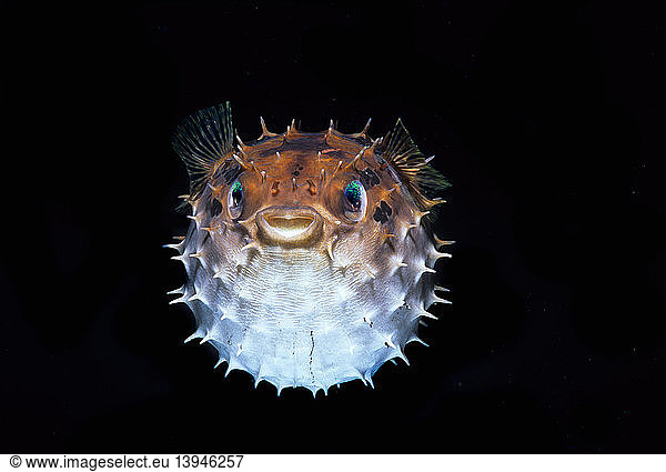 Short-Spined Porcupinefish