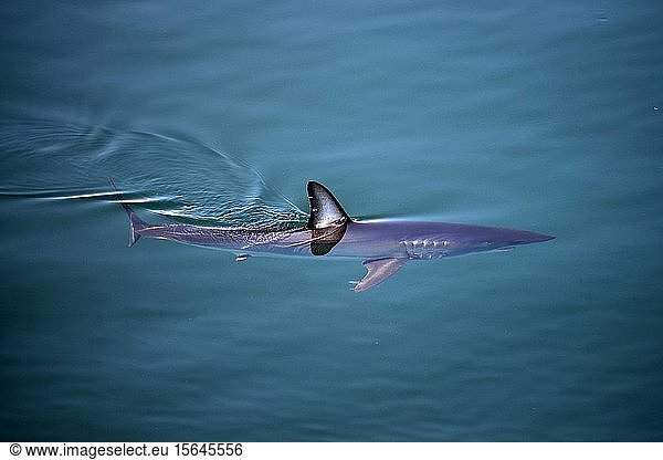 Shortfin Mako Shark (Isurus oxyrinchus) swimming under the water surface  Baja California  Mexico  Central America