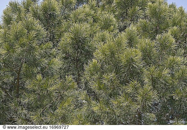 Shortleaf pine (Pinus echinata). Called Shortleaf yellow pine  Southern yellow pine  Yellow pine  Shortstraw pine  Arkansas pine  Lontag pine and Spruce pine also.