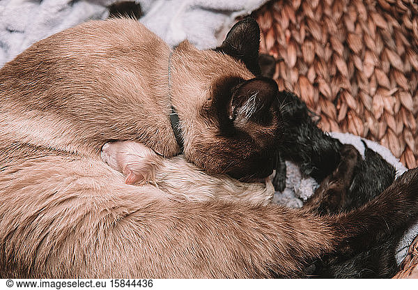 Siamkatze bringt den ersten Wurf von fünf Katzen zur Welt