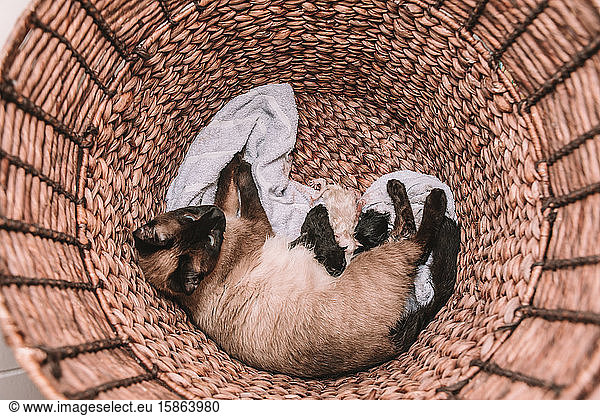 Siamkatze bringt einen Wurf von 5 Jungen zur Welt - weiße und schwarze Kätzchen