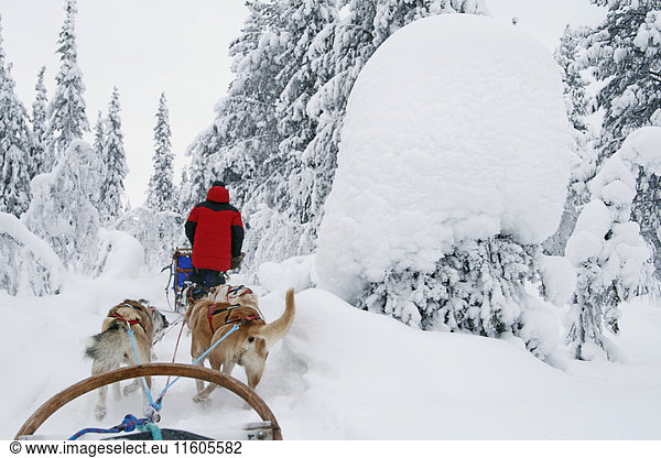 Siberian Huskies pulling sleigh with man