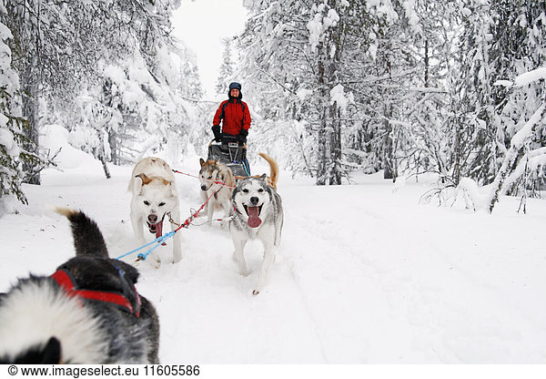 Siberian Huskies pulling sleigh with woman