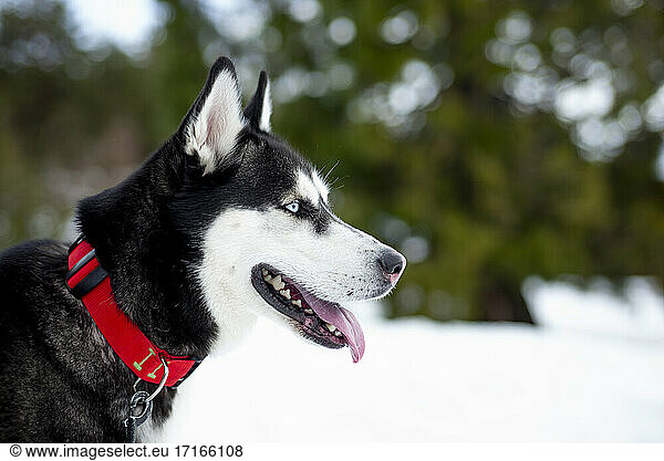 Siberian Husky dog looking away on snow covered field during winter