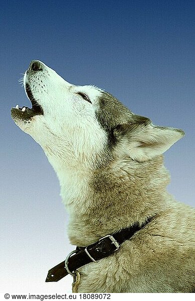 Siberian Husky  heulend (Tiere) (außen) (outdoor) (Kopf) (head) (seitlich) (side) (Porträt) (portrait) (adult) (Säugetiere) (Haustier) (Heimtier) (pet) (Haushund) (domestic dog) (Kommunikation) (communication) (bellen) (barking) Schlittenhund  Schlittenhunde
