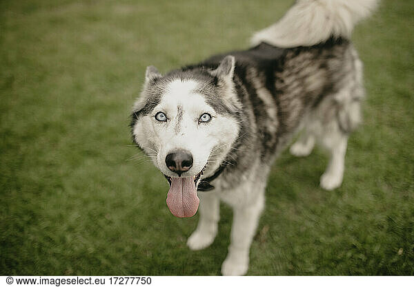 Siberian Husky panting while standing on lawn at back yard