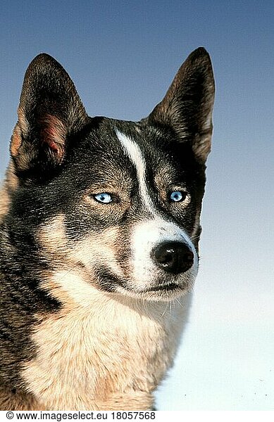 Siberian Husky (Tiere) (Kopf) (head) (Porträt) (portrait) (außen) (outdoor) (aufmerksam) (alert) (erwachsen) (Säugetiere) (mammal) (Haushund) (domestic dog) (Haustier) (Heimtier) (pet) Schlittenhund  Schlittenhunde