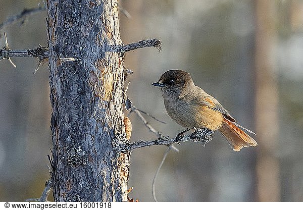 Siberian Jay  Perisoreus infaustus  sitting in a pine tree in nice warm afternoon light  Norrbotten province  Sweden.