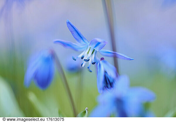 Siberian squill or wood squill (Scilla siberica) blossoms; Bavaria  Germany