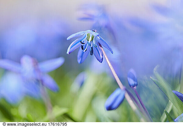 Siberian squill or wood squill (Scilla siberica) blossoms; Bavaria  Germany