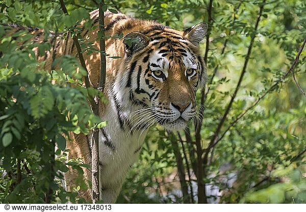 Sibirischer Tiger (Panthera tigris altaica)  Amurtiger  captive  Deutschland  Europa