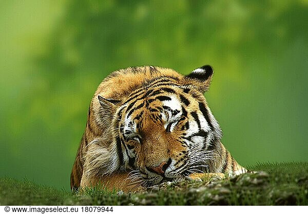 Sibirischer Tiger (Panthera tigris altaica)  schlafend (Tiere) (frontal) (von vorne) (Porträt) (Portrait) (asia) (adult) (Entspannung) (relaxing) (Querformat) (horizontal) (Säugetiere) (mammals) (Raubtiere) (beasts of prey) (Katzenartige)