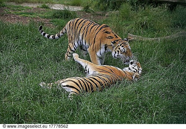Sibirischer Tiger (Panthera tigris altaica)  Sozialverhalten
