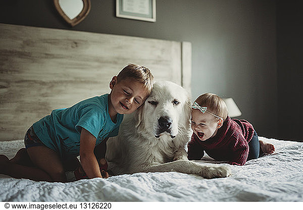 Siblings playing with Great Pyrenees on bed at home