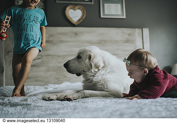 Siblings playing with Great Pyrenees sitting on bed at home