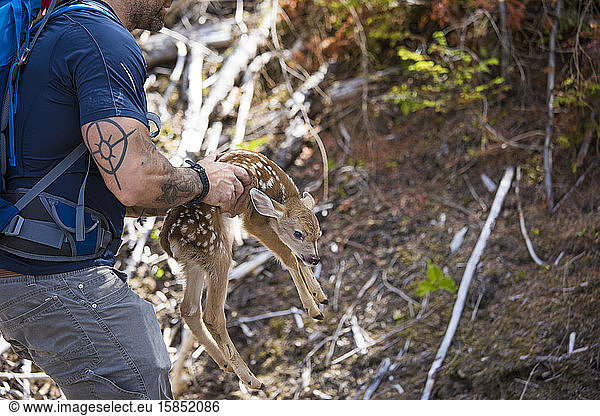side angle of hiker rescuing newborn deer  moves off roadway.