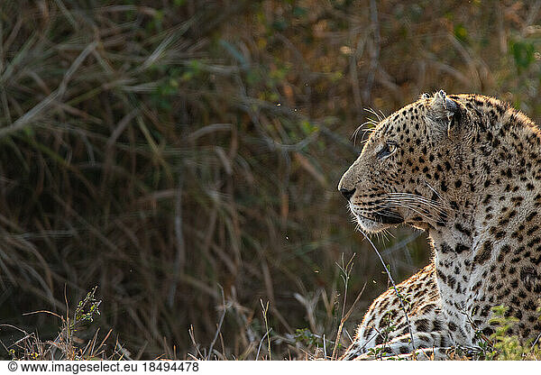 Side profile of a male leopard  Panthera pardus.