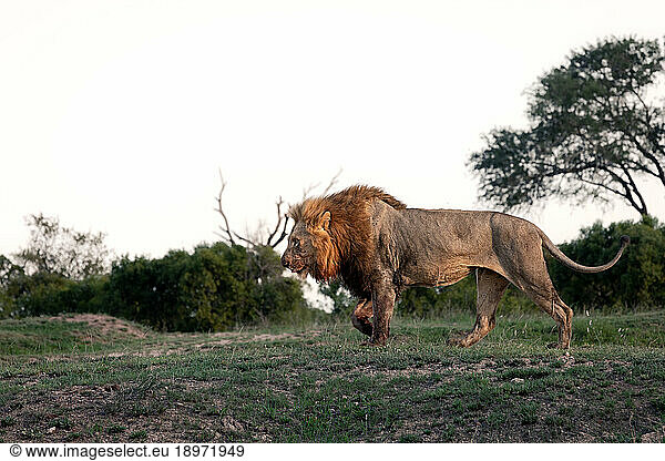 Side profile of a male lion  Panthera leo  walking.