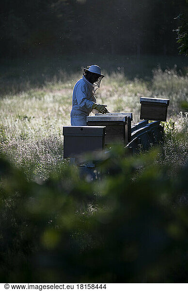 Side view of a beekeeper working with hives.