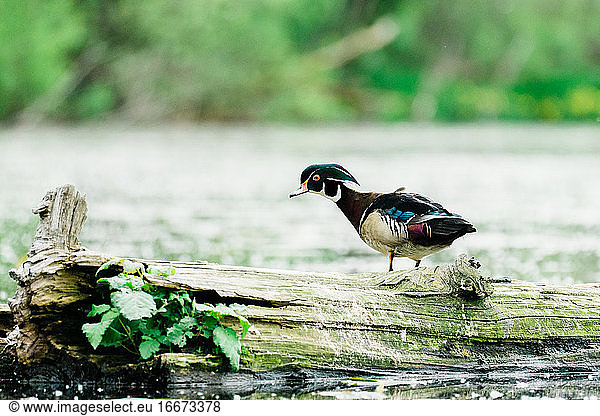 Side view of a male wood duck stretching its neck