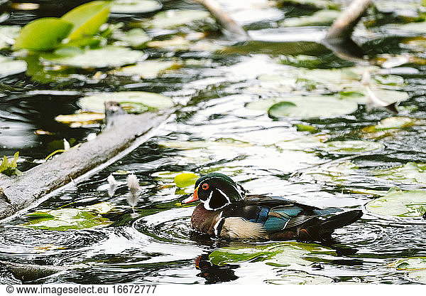 Side view of a male wood duck swimming on a pond