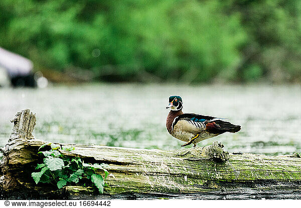 Side view of a Wood Duck standing on a log in Lake Washington