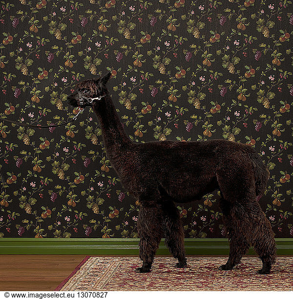 Side view of alpaca standing against wall