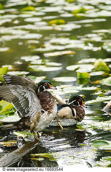 Side view of an adult wood duck stretching its wings