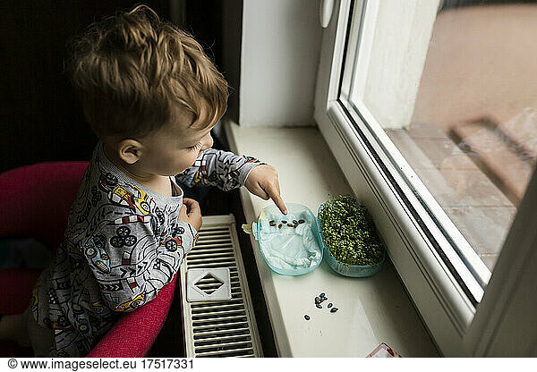 Side view of boy by window sowing seeds of watermelon on paper t