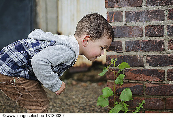 Side view of boy looking at plant growing by brick wall in backyard