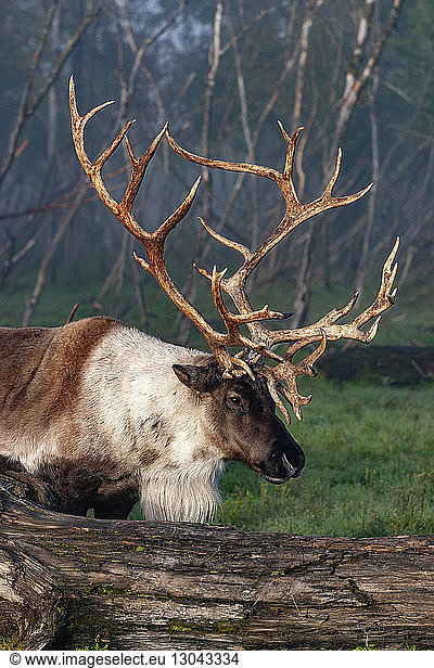 Side view of caribou standing in forest