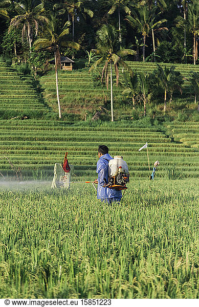 Side view of farmer spraying insecticide on crops in farm
