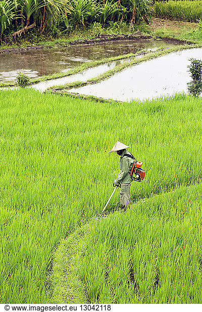 Side view of farmer working in rice paddy