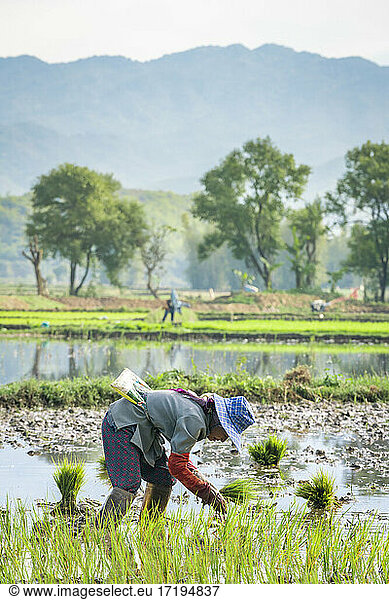 Side view of female farmer working on a rice field near Kengtung  Myanmar