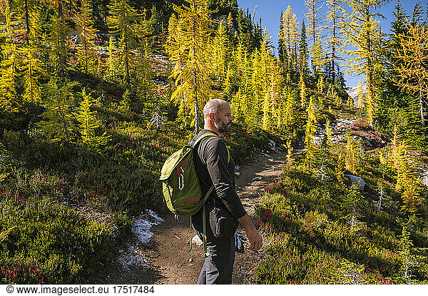 Side view of guy on a hiking trail in the mountains with larches