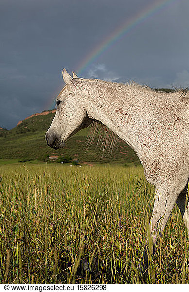 Side view of horse with rainbow in a field