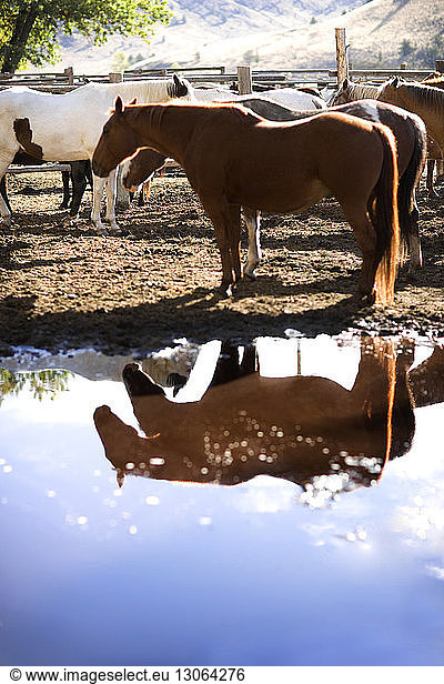 Side view of horses standing in ranch