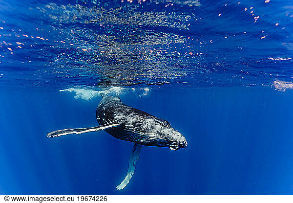 Side view of humpback whale swimming near surface of Pacific Ocean  Kingdom of Tonga