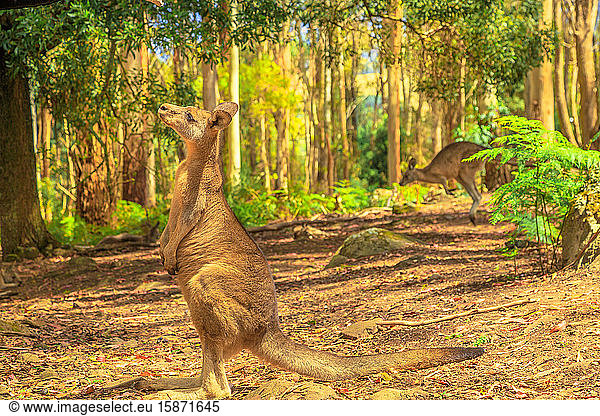 Side view of kangaroo standing upright in Tasmanian forest  Australia  Pacific