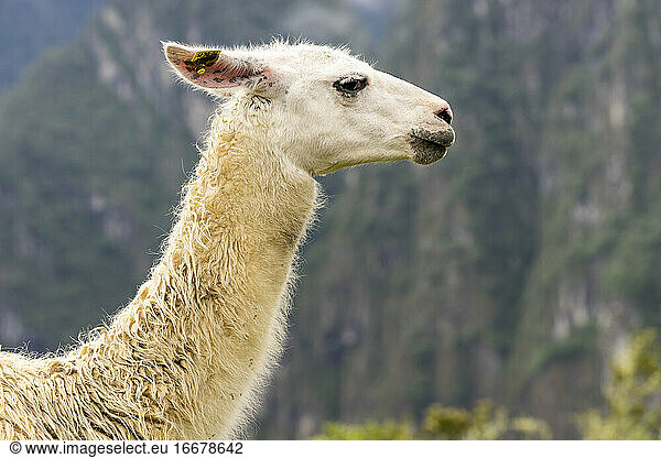 Side view of llama at Machu Picchu  Peru