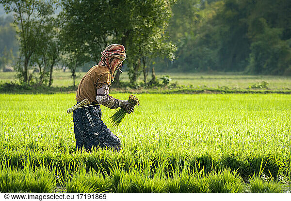 Side view of male farmer working on a rice field near Kengtung and smoking Burmese cigar  Myanmar