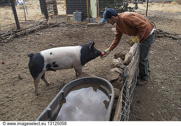 Side view of man feeding tomato to pig in animal pen